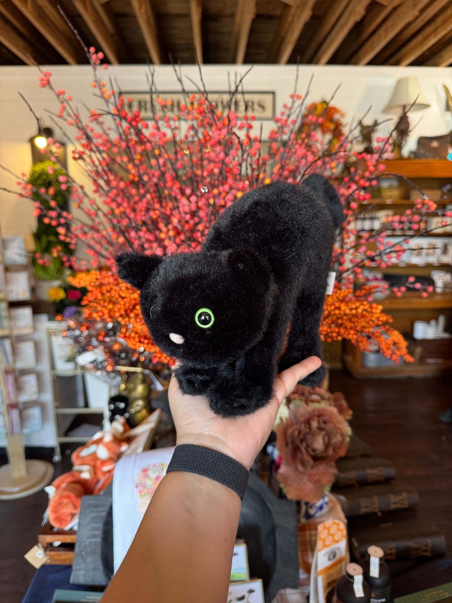 Spookiepaws Cat