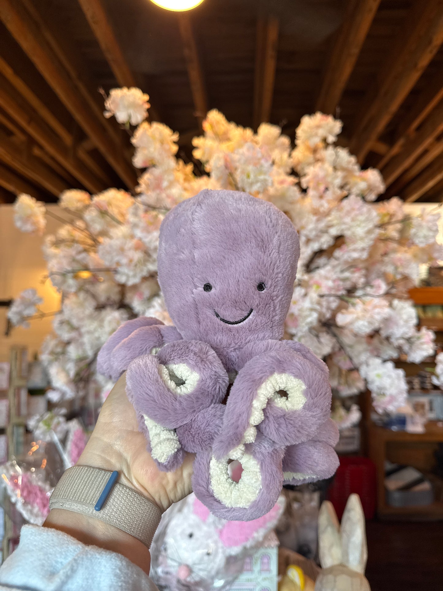 Little Maya Octopus