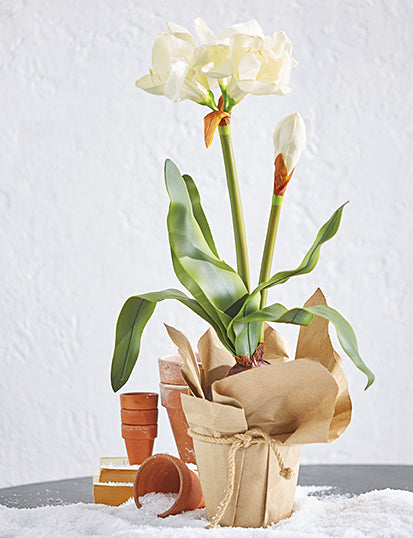 23" Real Touch Potted White Amaryllis